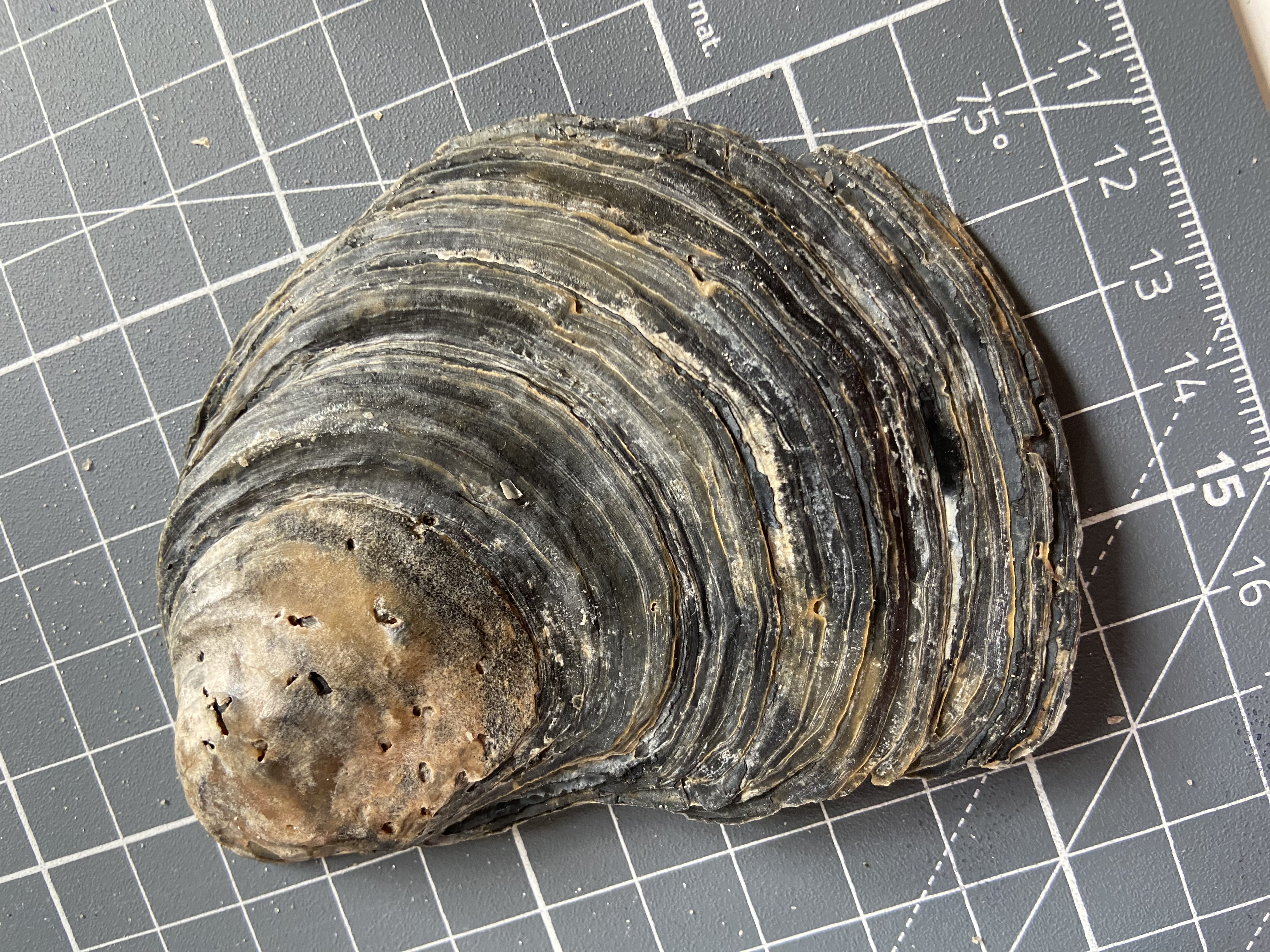 Muschel1