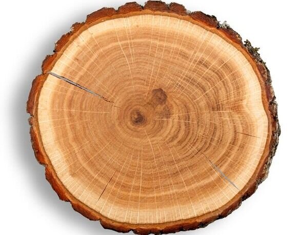 Tree Rings